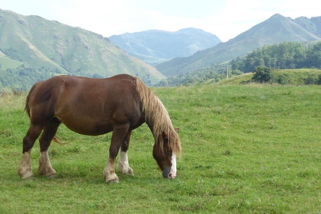 Gite Individuel Au Pays Basque A 1,5Km De St-Jean-Pied-De-Port Saint-Jean-Pied-de-Port Exteriér fotografie